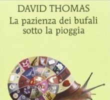 La pazienza dei bufali sotto la pioggia