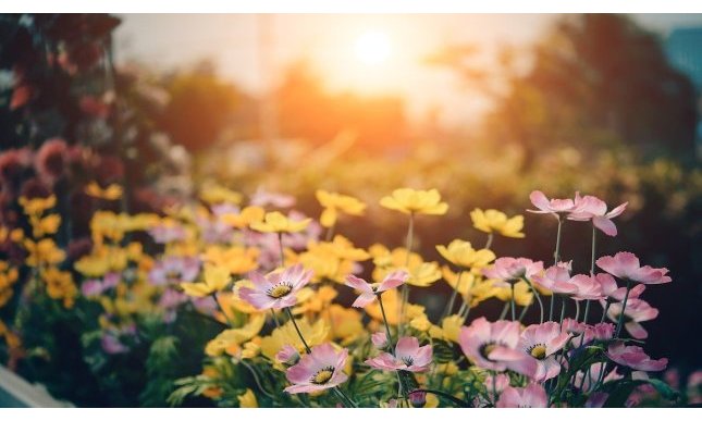 “Marzo”: la poesia di Vincenzo Cardarelli che celebra la primavera