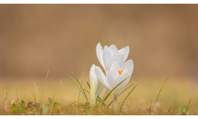 “È dolce primavera”: l'inno alla primavera di Virgilio contenuto nelle Georgiche