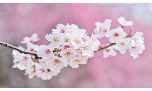 “Caro marzo” di Emily Dickinson: testo e analisi della poesia 