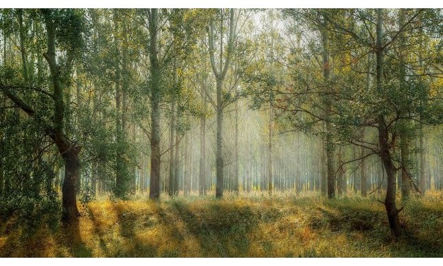 Jack London: la natura e la lotta per la vita nelle sue opere