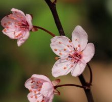  “Primavera” di Gianni Rodari: una filastrocca ambientalista