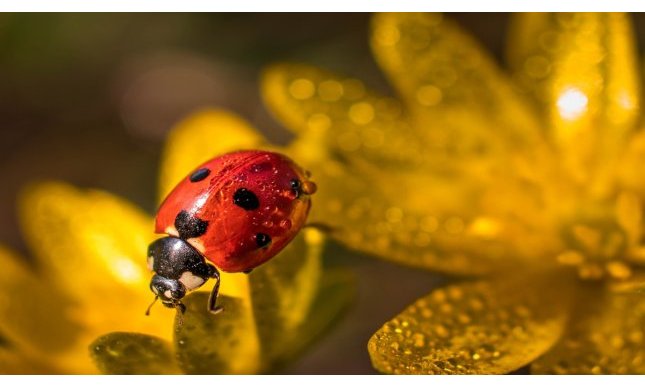 “D'estate”: l'idillio della natura nella poesia di Giovanni Pascoli