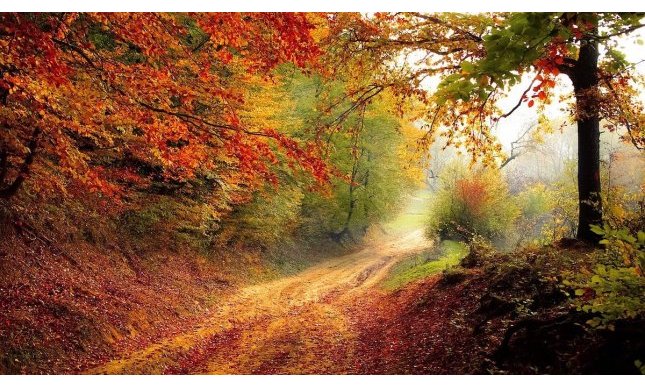 “La strada non presa” di Robert Frost: testo e analisi della poesia