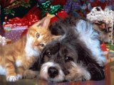 6 Libri con cani e gatti da leggere e regalare a Natale