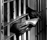 Libri in carcere: leggere un libro riduce la reclusione?