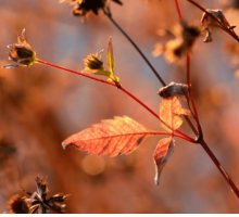 “La vita”: la poesia d'autunno di Antonia Pozzi