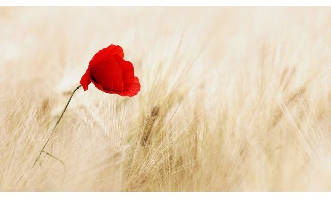 “La madre del partigiano”: la poesia di Gianni Rodari dedicata al 25 aprile 