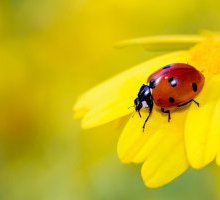 Coccinella: perché si dice porti fortuna?