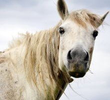 A caval donato non si guarda in bocca: che significa e perché si dice?