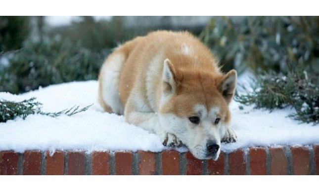 Hachiko: la storia vera del cane esempio di fedeltà