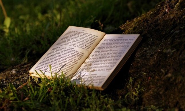 A Grosseto si leggono gli alberi: pini abbattuti diventano una libreria