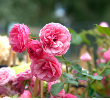 I' mi trovai fanciulle un bel mattino: testo e analisi della Ballata delle rose di Poliziano