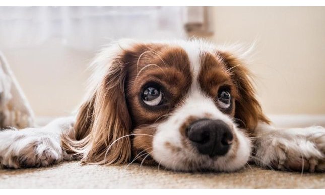 Giornata Mondiale del Cane: 10 libri da leggere per chi ama i cani