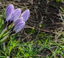 Libri con "marzo" nel titolo: ecco 5 proposte