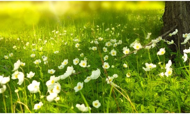 Equinozio di primavera: cos'è e quando cade quest'anno