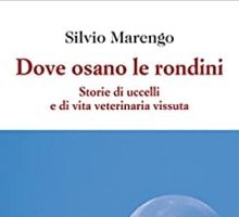 Dove osano le rondini