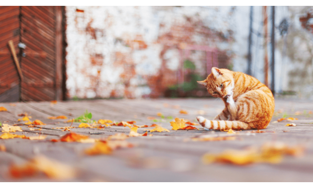 “Autunno” di Gianni Rodari: la poesia per amare ogni stagione della vita