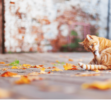 “Autunno” di Gianni Rodari: la poesia per amare ogni stagione della vita