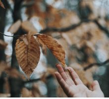 “Il testamento di un albero” di Trilussa: una poesia sul ciclo della vita