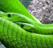 Omaggio a Harry Potter: i ricercatori chiamano nuovo serpente Salazar Serpeverde