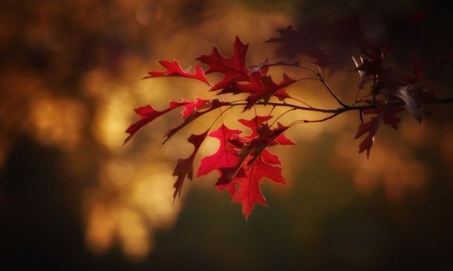 “Autunno”: la canzone di Francesco Guccini che ricorda una poesia di Ungaretti