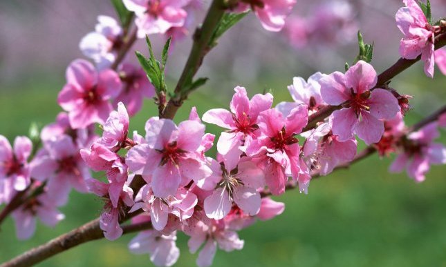 Arriva la Primavera, ecco i libri consigliati da InMondadori