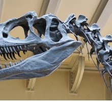 I 10 dinosauri più amati dai bambini: caratteristiche, nomi e curiosità