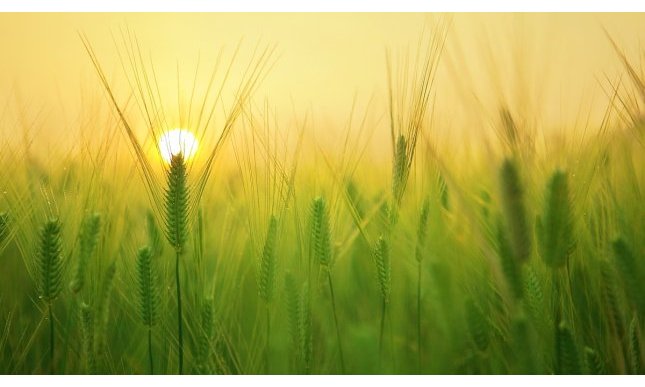 “Giorno per giorno”: la poesia di Giuseppe Ungaretti dedicata alla memoria del figlio