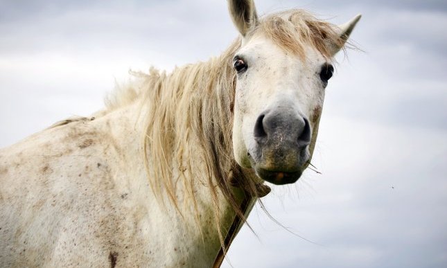 A caval donato non si guarda in bocca: che significa e perché si dice?