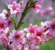 Arriva la Primavera, ecco i libri consigliati da InMondadori