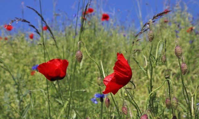 5 libri con "maggio" nel titolo: ecco le proposte