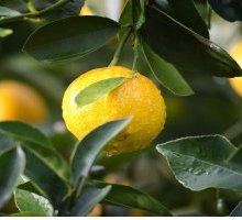 “I limoni” di Eugenio Montale: testo e analisi della poesia 