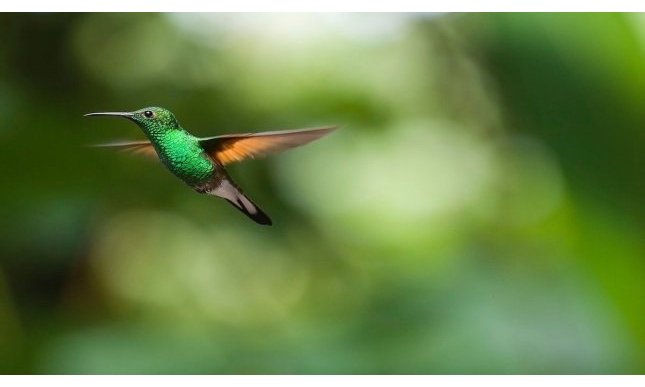 “Colibrì”: analisi e significato della più bella poesia di Raymond Carver