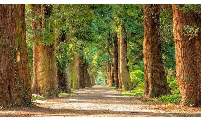 “Cedi la strada agli alberi”: la poesia da leggere nella Giornata Mondiale della Terra