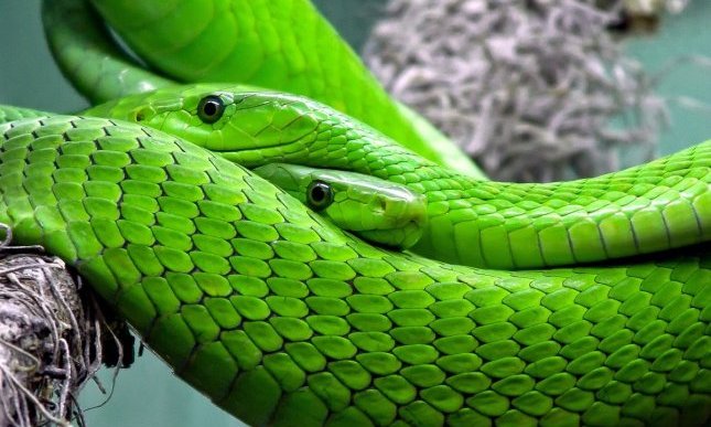 Omaggio a Harry Potter: i ricercatori chiamano nuovo serpente Salazar Serpeverde