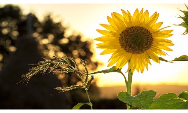 “Il mio sguardo è nitido come un girasole”: la poesia pura di Fernando Pessoa 