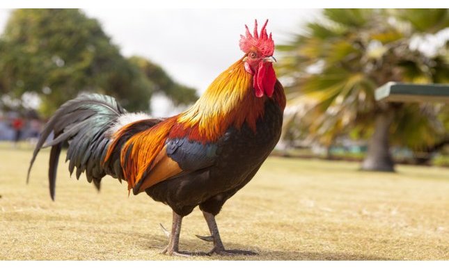 “Prendere gallo” e “fare il gallo”: origine e significato dei modi di dire