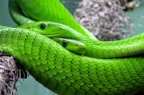 Omaggio a Harry Potter: i ricercatori chiamano nuovo serpente Salazar Serpeverde