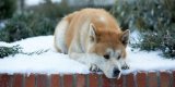 Hachiko: la storia vera del cane esempio di fedeltà