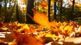 “Giorno d'autunno” di Rainer Maria Rilke: una poesia sulla caducità della vita