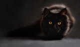 Gatto nero: perché si dice porti sfortuna?